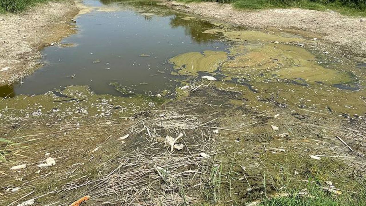 Büyük Menderes Nehri'nde yüzlerce balık öldü