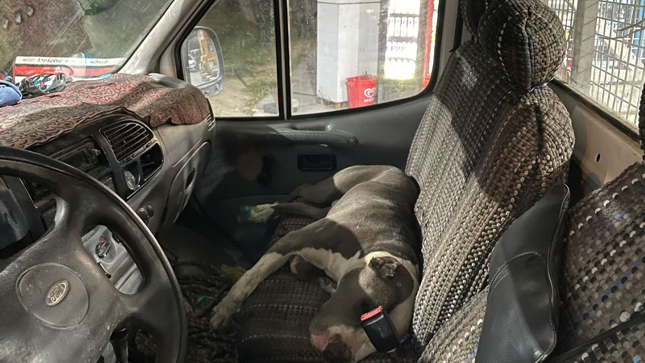 Pitbull cinsi köpek kamyoneti rehin aldı