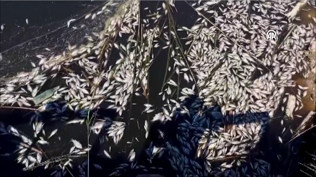 Büyük Menderes'te balık ölümleri görüldü