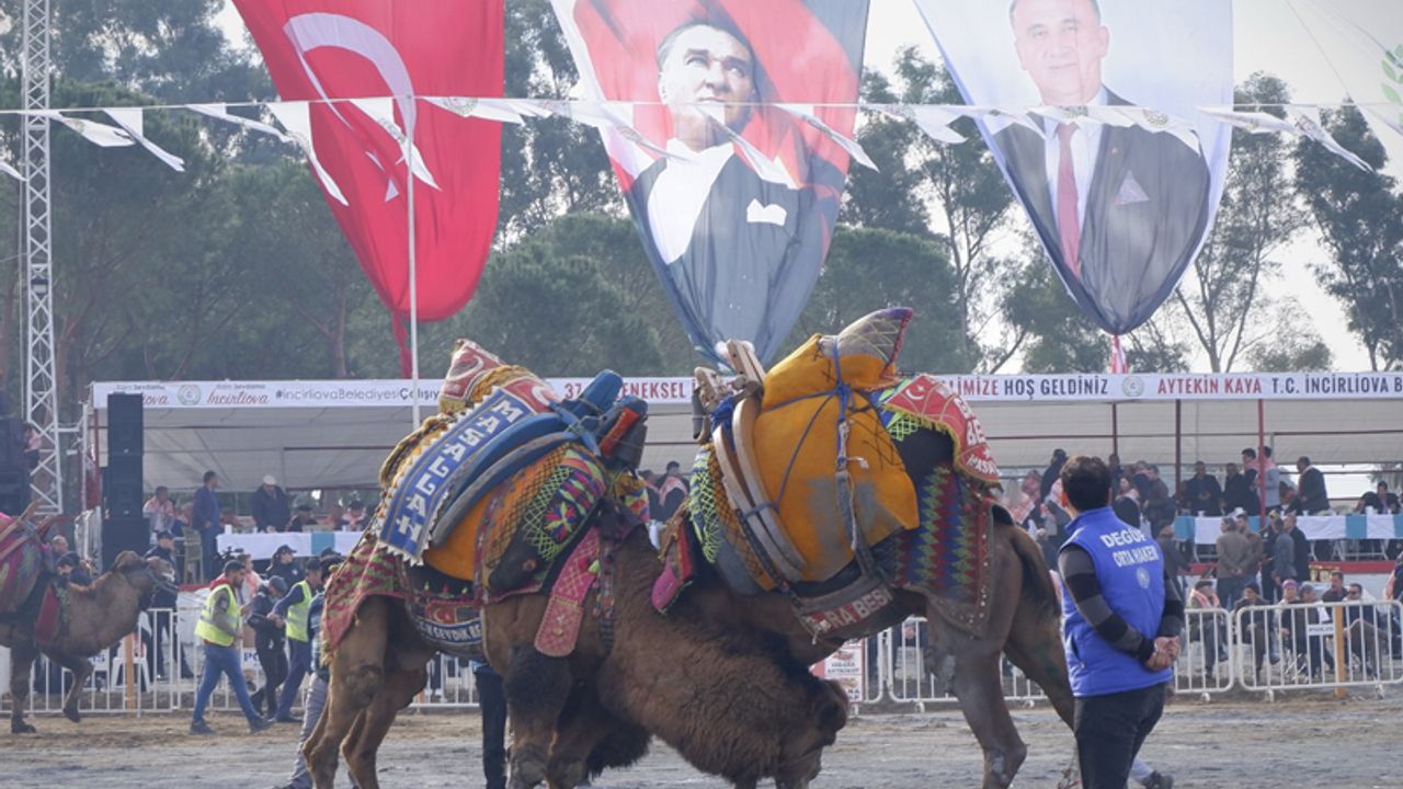 Pehlivan develer İncirliova'da güreşti