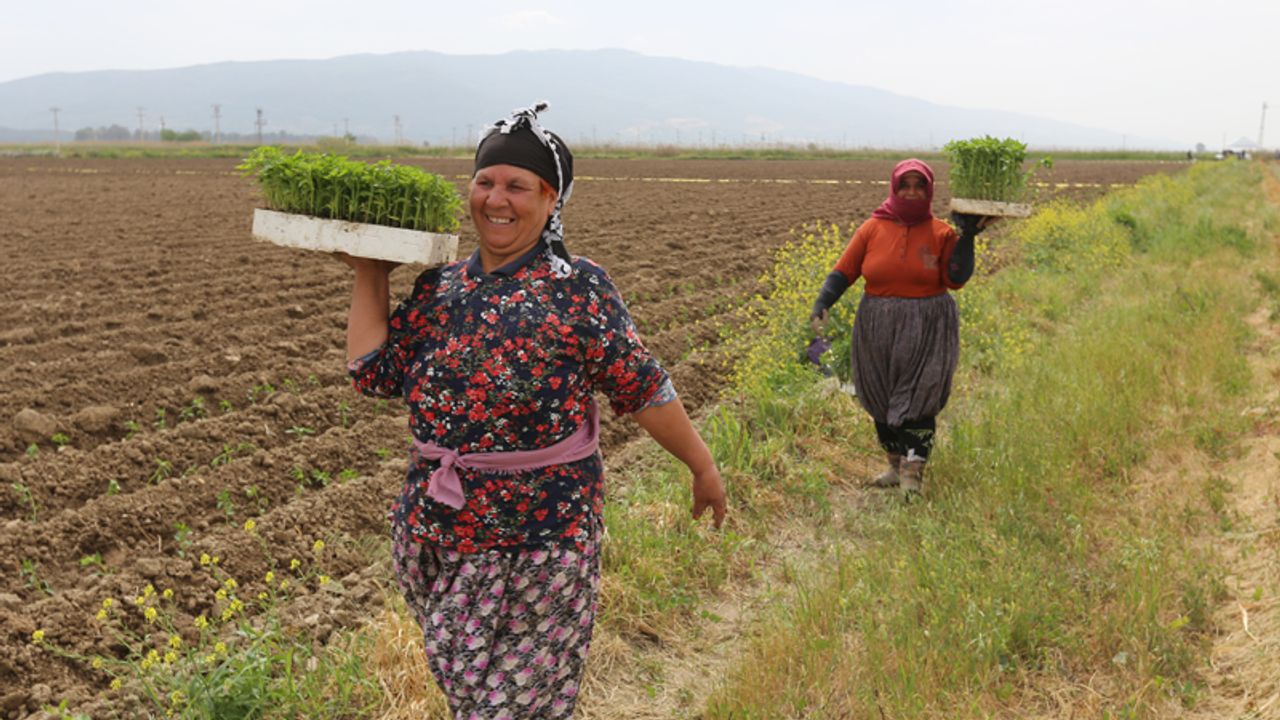 %100 Kadın Emeği Tarımsal Ürün Fabrikası Efeler’den Türkiye’ye örnek  oluyor