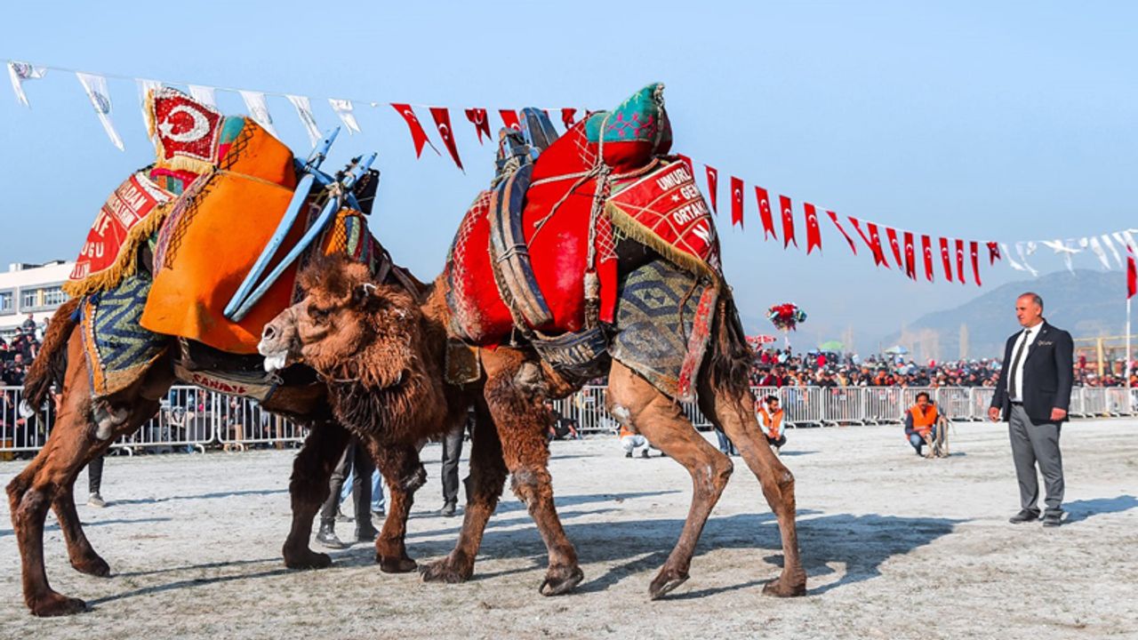 İncirliova deve güreşlerinin tarihi değişti