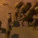 Kuşadası’nda yaban domuzları şehre alıştı