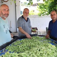 Aydın