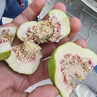 Aydın