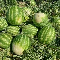 EKONOMİ