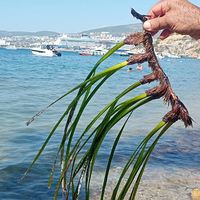 Kuşadası