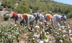 Söke'de sezonun ilk pamuğu hasat edildi