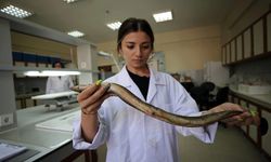 Aydın'da yetişen yılan balığı Asya'da sofraları süslüyor