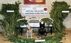 Aydın’da jandarma ekiplerinden uyuşturucu operasyonu