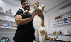 Obez kedi "mide botoksu" ile zayıfladı