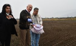 Başkan Tuncel buğday ekimini yerinde inceledi