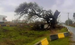 Kuşadası’nda fırtına 210 yaşındaki ağacı yıktı