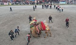 Efeler Deve Güreşi Festivali’ne yoğun ilgi