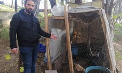 Sokak köpekleri 4 tavuğu telef etti
