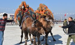 Aydın'da Deve Güreşi Festivali yapıldı