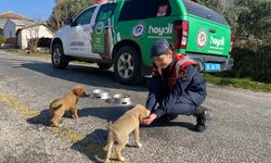 Jandarma ekipleri sokak hayvanlarını unutmadı