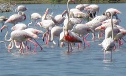 Aydın'da flamingolar tarlalara indi