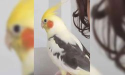 Aydın'da kaybolan papağanı bulana ödül verilecek