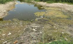 Büyük Menderes Nehri'nde yüzlerce balık öldü