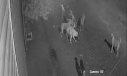 Aydın’da sokak köpekleri yine bir kediyi öldürdü