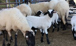 Aydın Büyükşehir Belediyesi’nin Sakız Koyunu Çiftliği’nde doğumlar devam ediyor