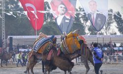 Pehlivan develer İncirliova'da güreşti