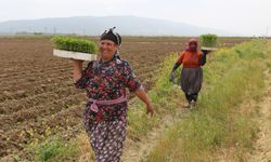 %100 Kadın Emeği Tarımsal Ürün Fabrikası Efeler’den Türkiye’ye örnek  oluyor