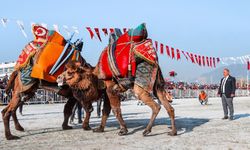 İncirliova deve güreşlerinin tarihi değişti