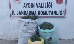 Didim'de 70 kilogram deniz börülcesi ele geçirildi