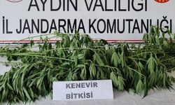 Aydın’da uyuşturucu satıcısı 6 kişiye gözaltı