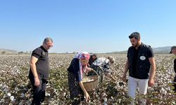 Milletvekili Seda Sarıbaş pamuk hasadı yaptı