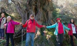 Aydınlı doğaseverler asırlık zeytin ağaçlarının korunmasını istiyor