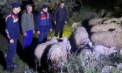 Germencik’te kaybolan hayvanları jandarma buldu