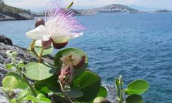 İlkbaharın en çiçekli rotası: Kuşadası
