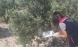 Didim'de zeytinliklerde denetim