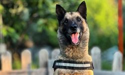 Kuşadası'nın kahraman köpeği ‘Bob’ hayatını kaybetti