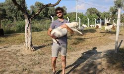 2 üniversite mezunu genç, keçi sevgisiyle yeni bir hayata başladı