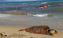 Kuşadası’nda deniz kaplumbağası kıyıya vurdu