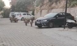 Kuşadası sokaklarında domuz istilası