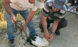 Söke'de ayağına ip dolanan leyleği vatandaşların dikkati kurtardı