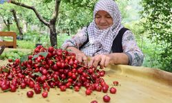 Kiraz'da 61 ton ihracat kaybı yaşandı