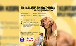 Didim Belediyesi’nden sokak hayvanlarına ücretsiz kısırlaştırma hizmeti