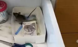 Aydın’daki baklavacıda fare skandalı