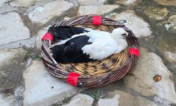 Yavru Leylek EKODOSD’da bakıma alındı, göç için hazırlanıyor