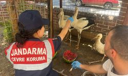 Jandarma yaralı leyleği veterinere ulaştırdı