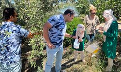 Söke'deki tarla ve bahçelerde zararlı kontrolleri yapıldı