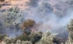 Aydın’da zeytinlik alanda yangın
