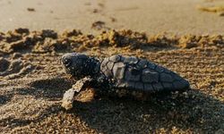 Caretta caretta yavruları sürpriz yuvadan çıktı