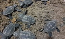Caretta carettalar sahile çıktı